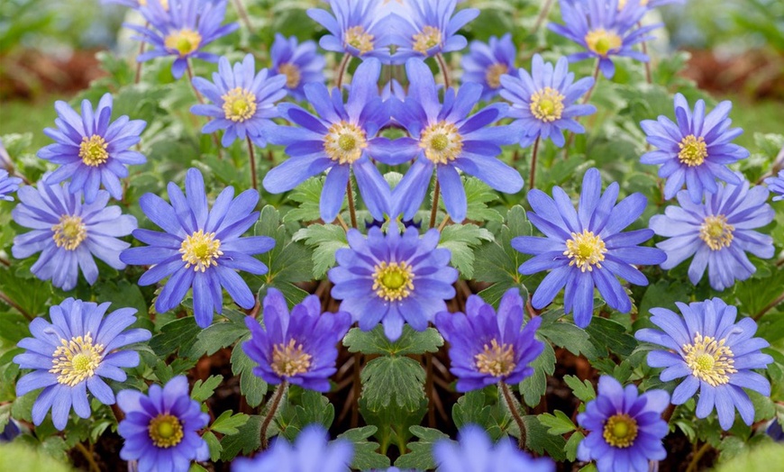 Image 8: Bollen van 6 verschillende soorten blauwe en witte bloemen