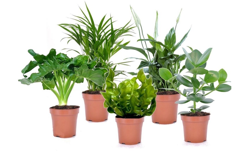 Image 9: 5 plantas purificadoras del aire