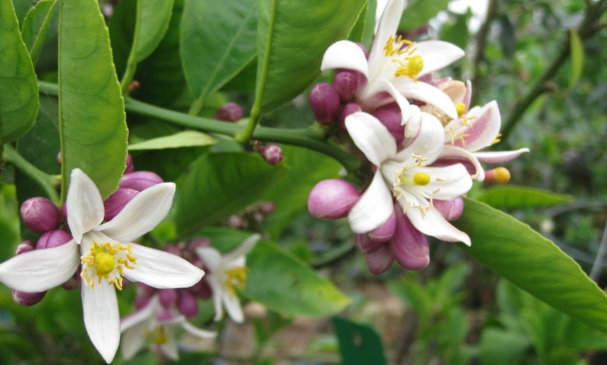 Image 4: Citrus Tree Mix Plants