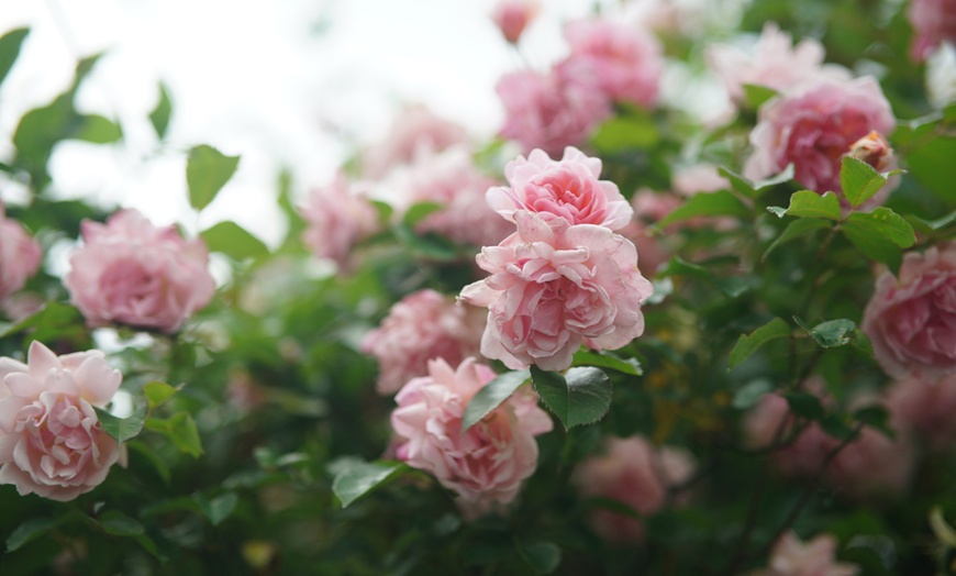 Image 2: 1 ou 2 plantes : rose du Japon