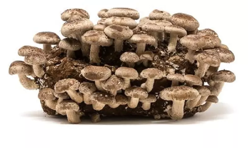 One or Two Mini-Mushroom Farms, or 2oz of Dried Chanterelles at Far West Fungi (Up to 50% Off) - Primary Image