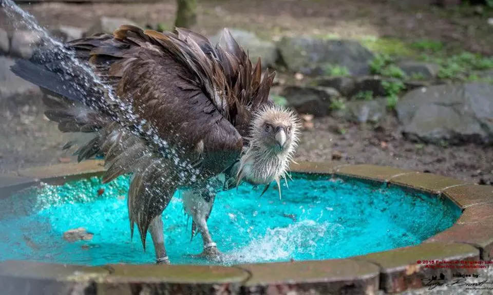 Waldtour mit Greifvogel oder Eule für 1 oder 2 Personen mit der Falknerei Bergisch Land (bis zu 40% sparen) - Primary Image