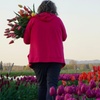 Image 7: See Skagit Valley in Bloom: Day Trips for 1, 2, or 4!