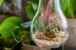 5 ou 10 Tillandsia plantes aériennes Épiphyte - Image 6