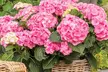 Hydrangea Rembrandt Collection – 3 Potted Plants in 2Litre Pots - Second Medium