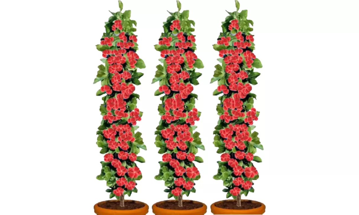 3x oder 6x Himbeer- oder Brombeerpflanze - Primary Image