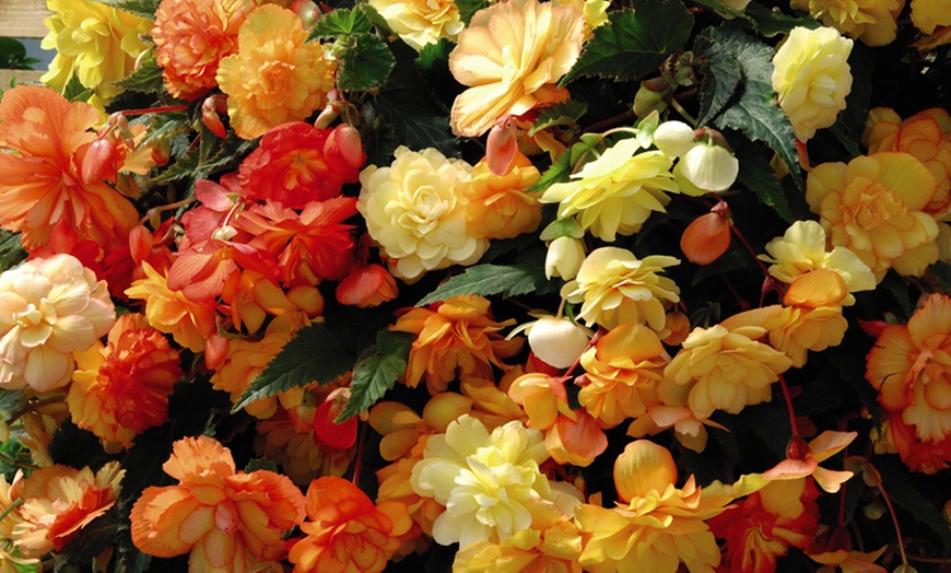 Image 4: One or Two Begonia Apricot Shades Preplanted Hanging Baskets