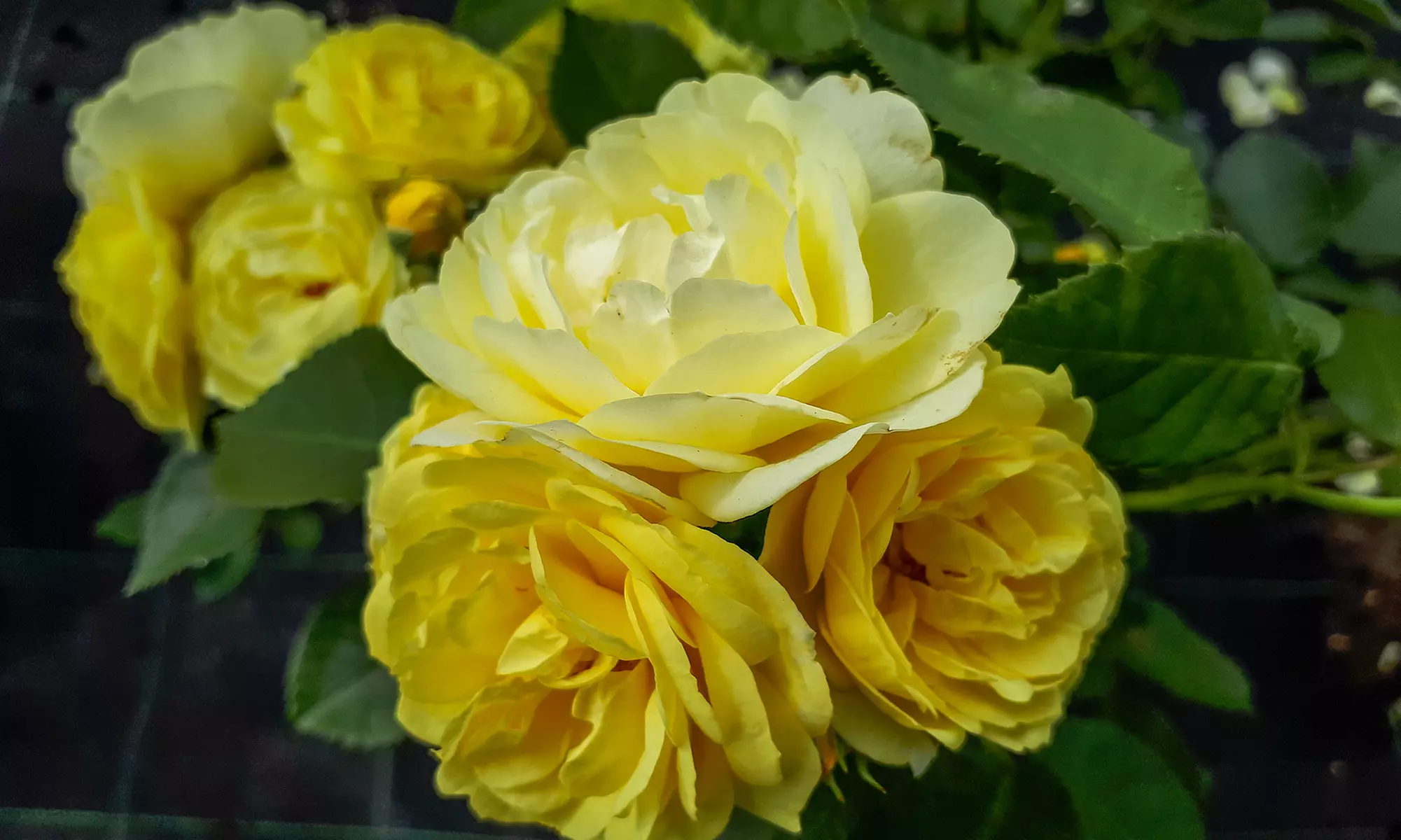 Ensembles de 4 roses de jardin parfumées à grandes fleurs