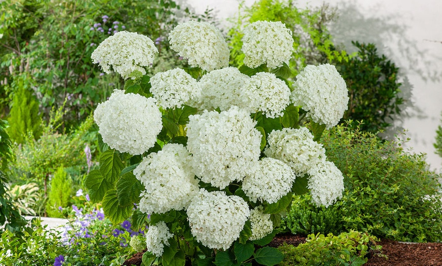 Image 6: 1, 2 ou 3 plants d'hydrangea "Strong Annabelle"