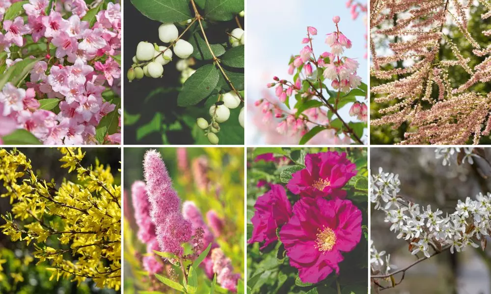Mixed Hardy Shrub Collection - 8, 16 or 24 Plants - Primary Image
