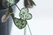 1 ou 2 plantes Ceropegia 'String of Hearts' - Image 4