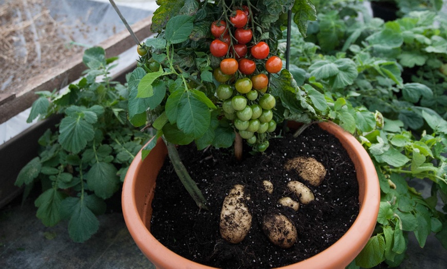 TomTato® Plant and Incredicrop® | Groupon