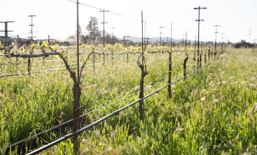 Image 16: Explore Wine Tasting and Charcuterie Pairing: Couples and Groups