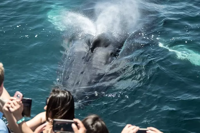 Up to 43% Off Whale-Watching Tours from Newport Legacy