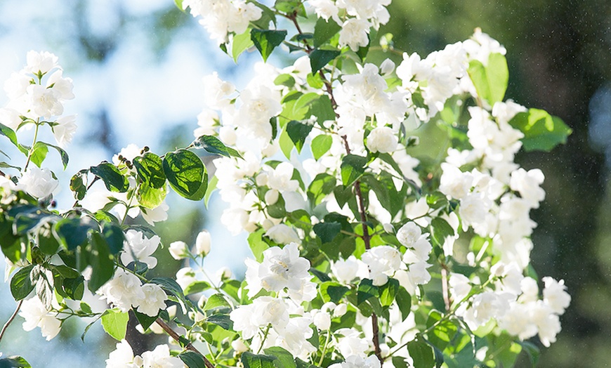 Image 8: Fragrant hardy shrubs 