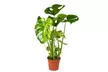 1 of 2 Monstera Deliciosa Gatenplanten van 50-60 cm of 70-80 cm voor binnen - Image 3