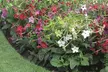 Summer Bedding Plant Collection - 24 or 48 Plants - Image 6