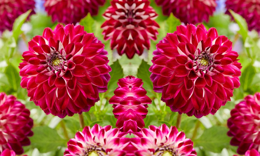 Image 2: Six Dahlia 'Perfect Pom Pom' Tubers Collection 