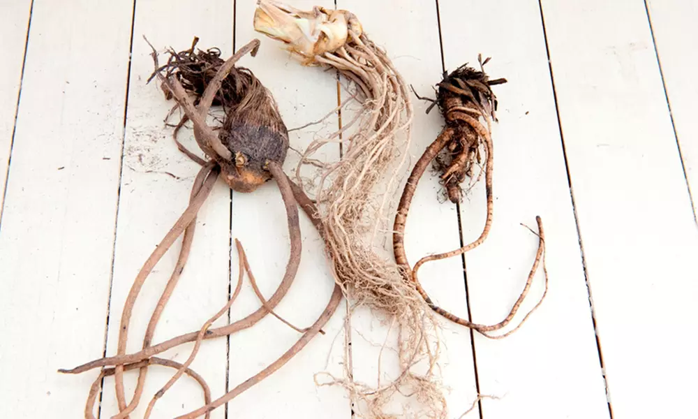 Perennial Echinacea Purpurea - 3 or 6 Plants