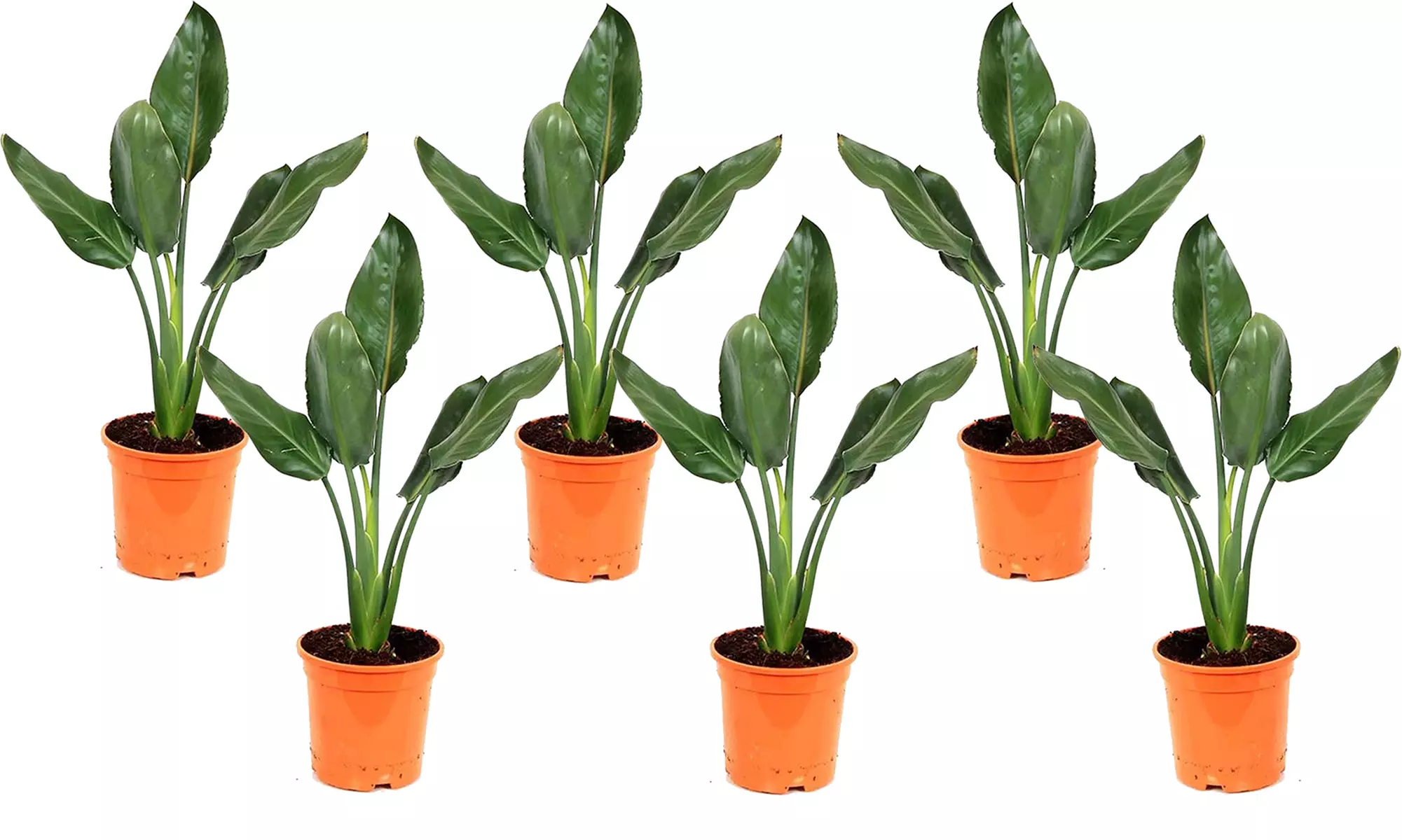 3 o 6 piante di Strelitzia Uccello del Paradiso