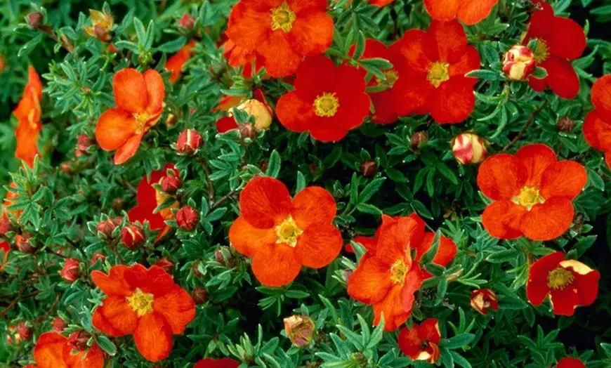 Image 5: Set van 3 Potentilla's