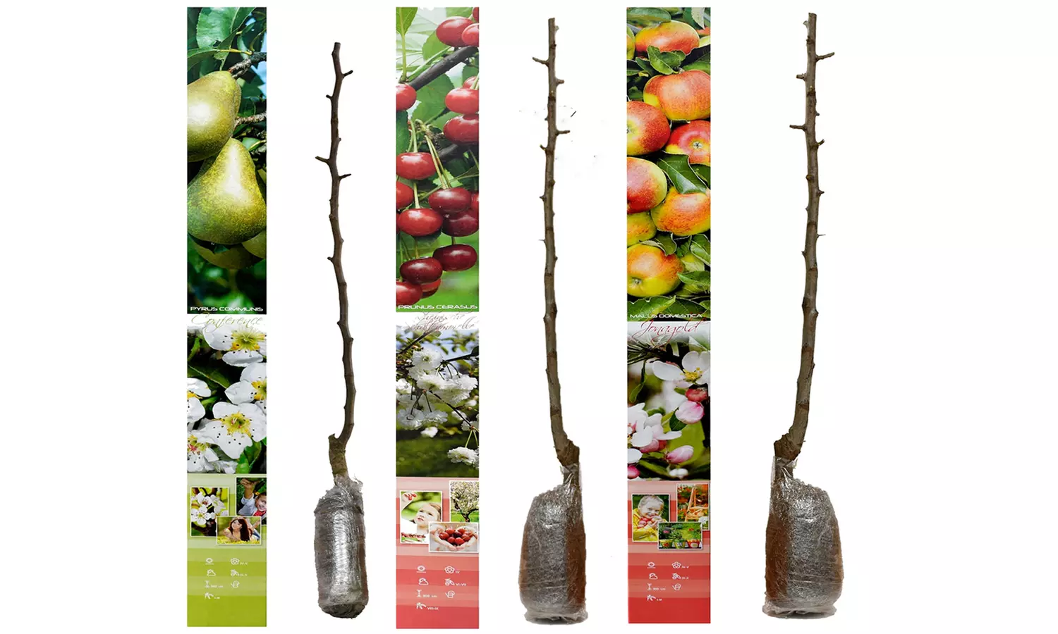 Conjunto de husillos de árboles frutales