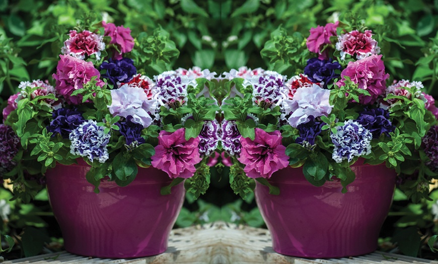 Image 3: Petunia Double Orchid Flowered Plants