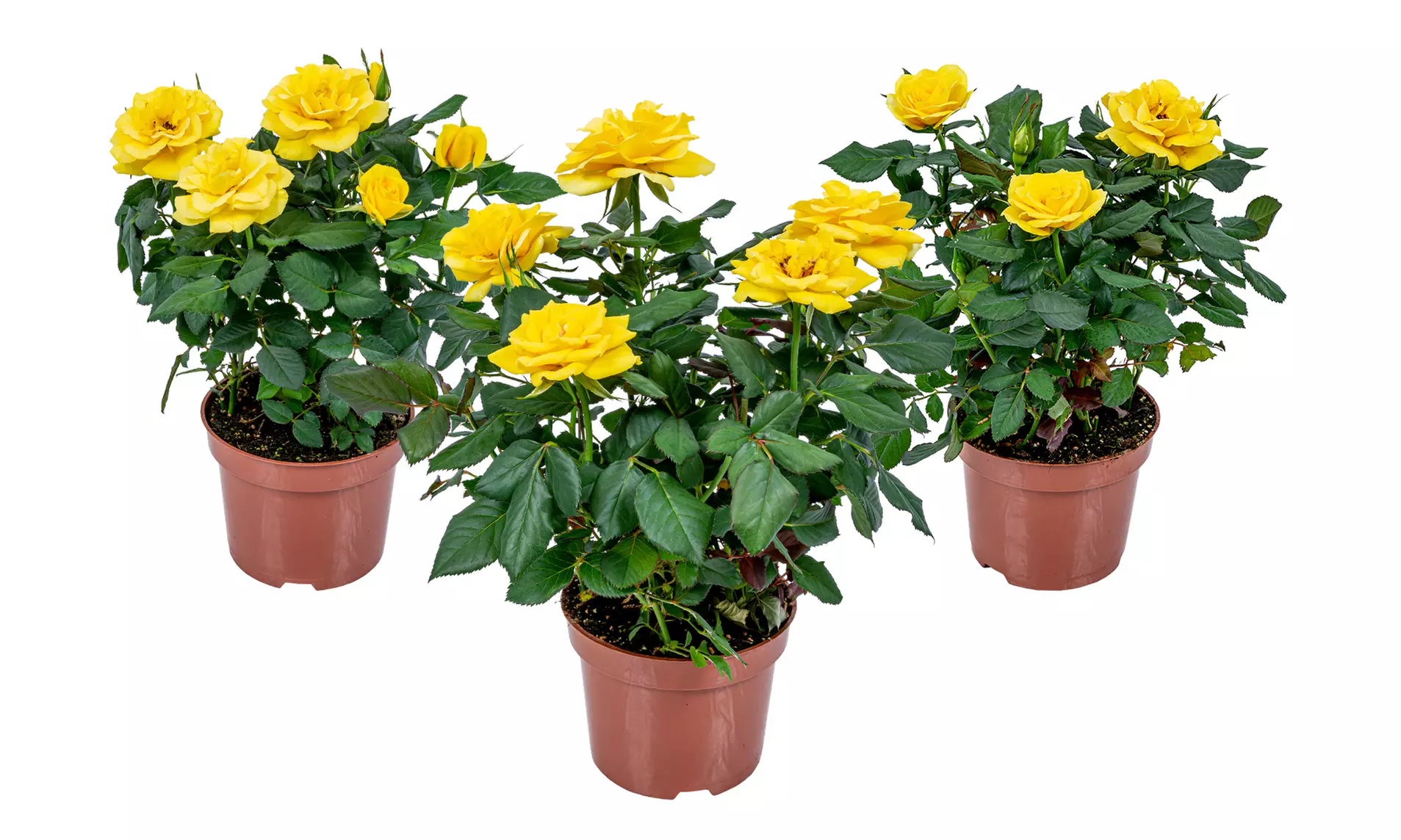 Set di 3 piante di rose in vaso