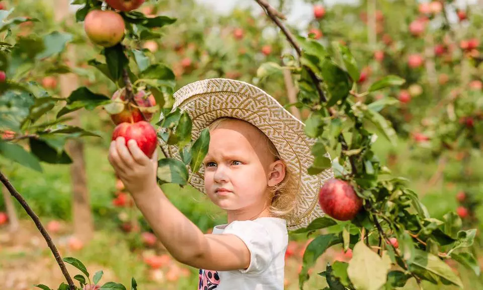 Orchard Admission Package for One, Two, or Four at Weston Orchard and Vineyard (Up to 50% Off) - Primary Image