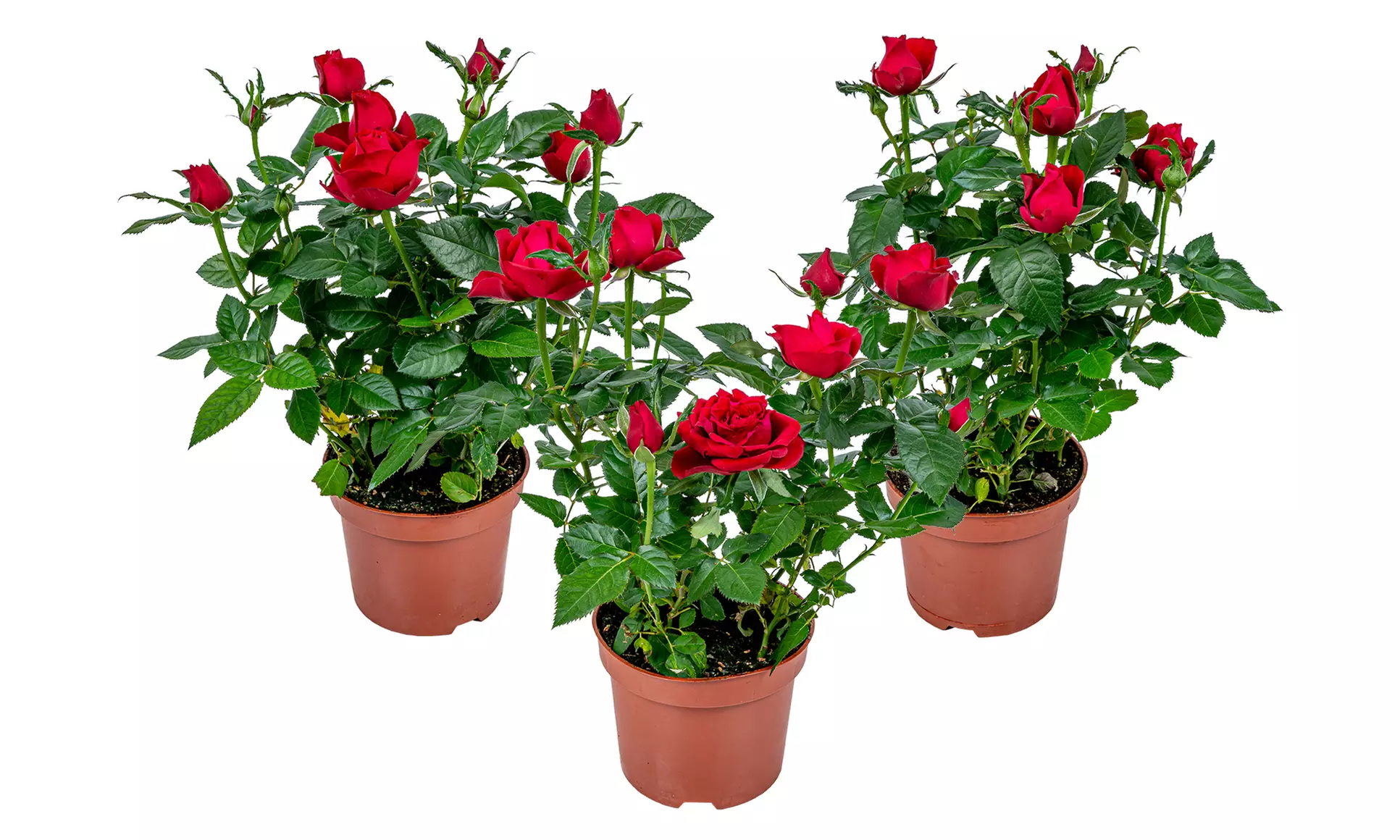 Set di 3 piante di rose in vaso