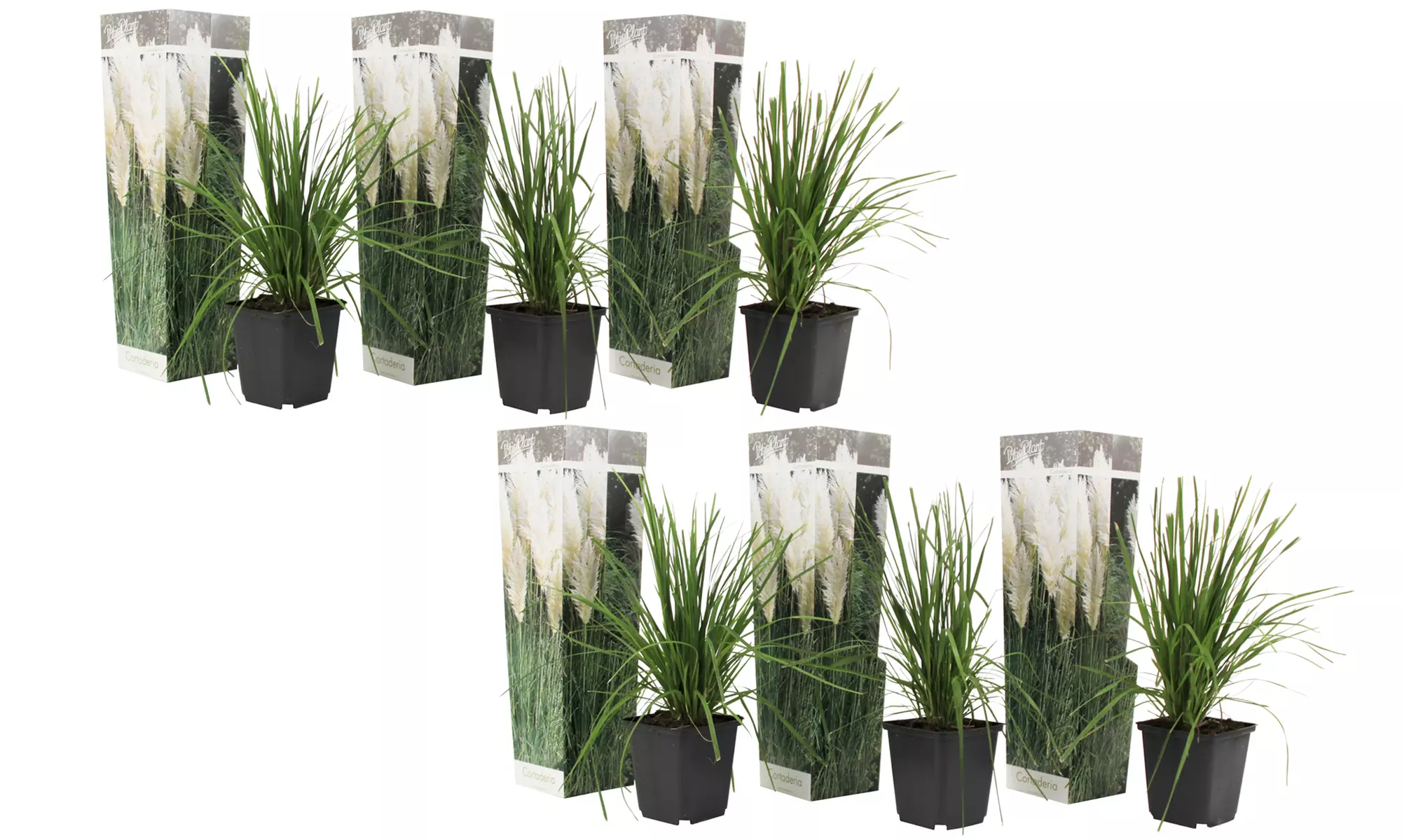 3er- oder 6er-Set Pampasgräser "Cortaderia selloana"