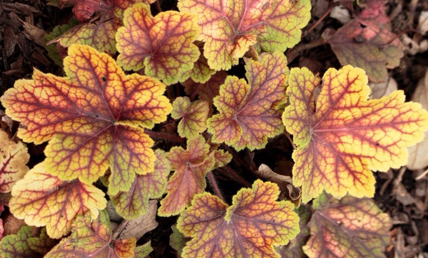 Image 2: 4 x 1 Litre Handsome Heuchera