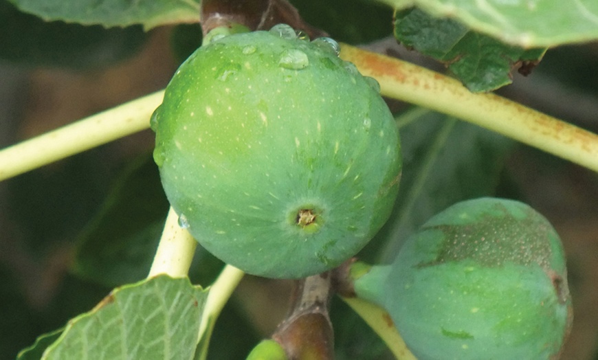 Image 7: Mediterranean Fruit Collection - Lemon, Calamondin, Lime and Fig