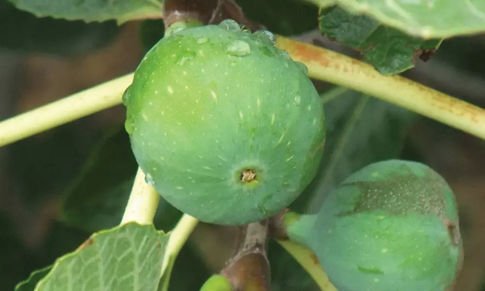 Mediterranean Fruit Collection - Lemon, Calamondin, Lime and Fig