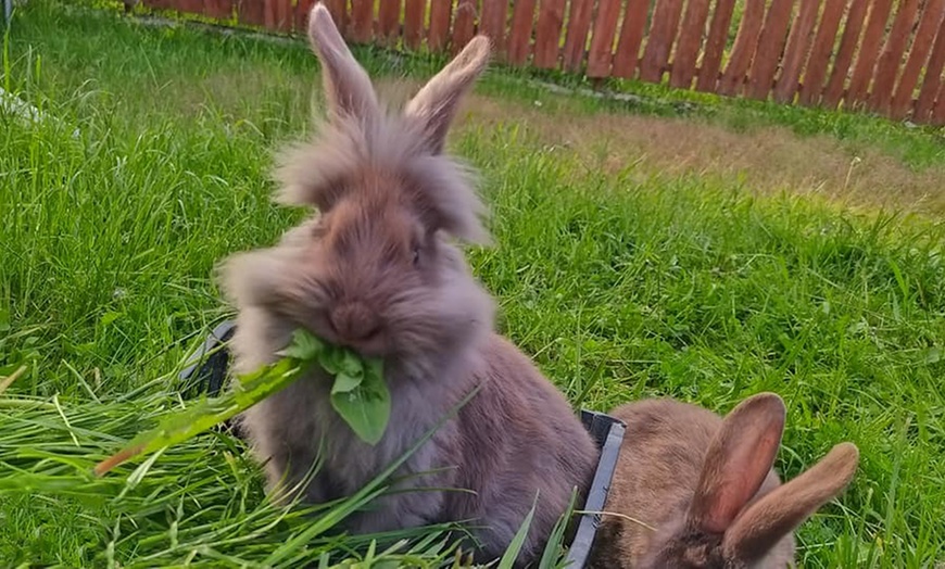 Image 2: Bilety do Mini Zoo Zwierzaczkowo w Szklarskiej Porębie