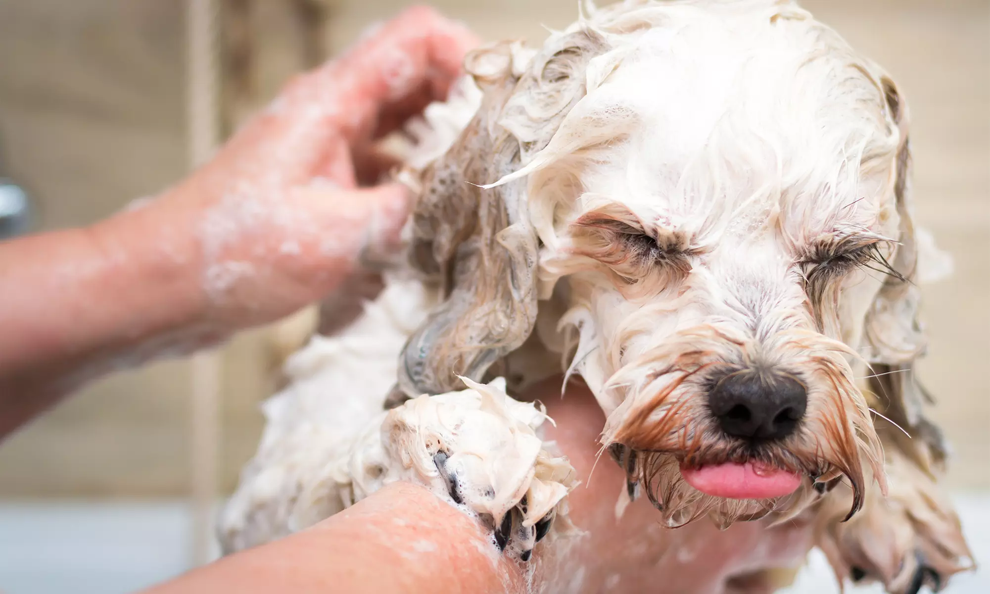 Bathing and Trim or Grooming, or Self-Service Dog Wash at The Bark Shoppe (Up to 36% Off). 17 Options Available. - Primary Image