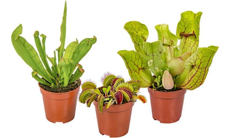 Image 2: Mixed Carnivorous Plants