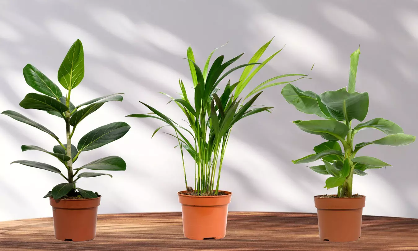 3er-Set orientalische Zimmerpflanzen