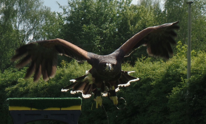 Image 7: Falconry Experience