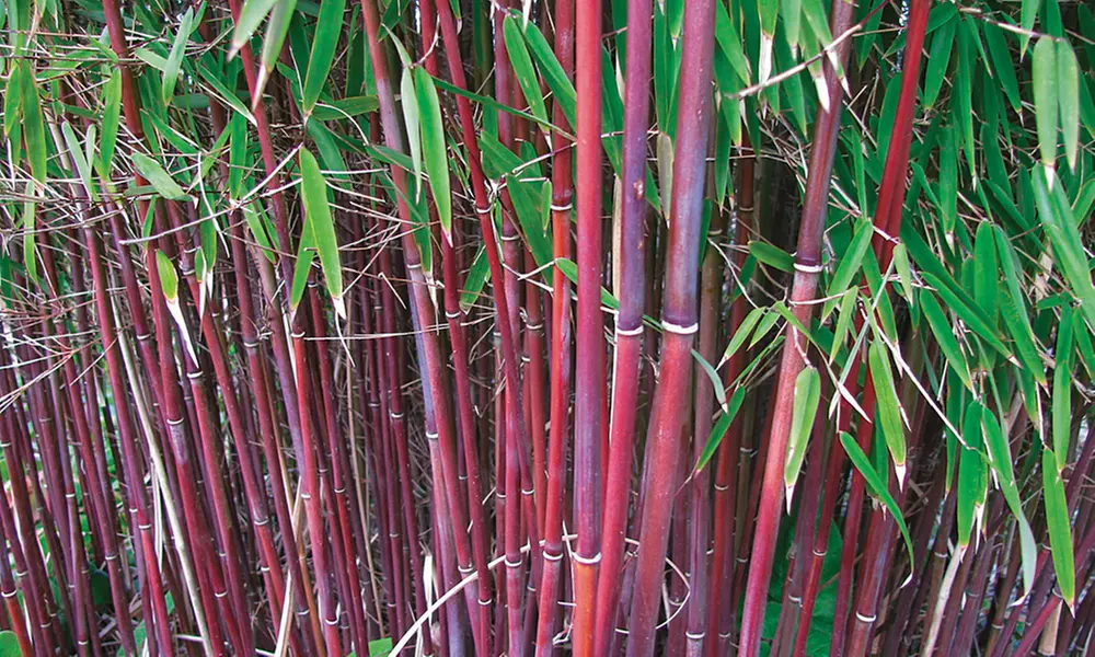 Red Bamboo - Asian Wonder - 1 or 2 Potted Plants - Primary Image