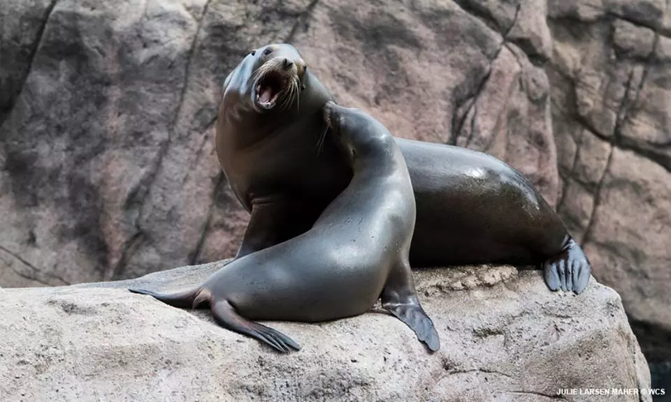 Admission for One Child or Adult to Bronx Zoo