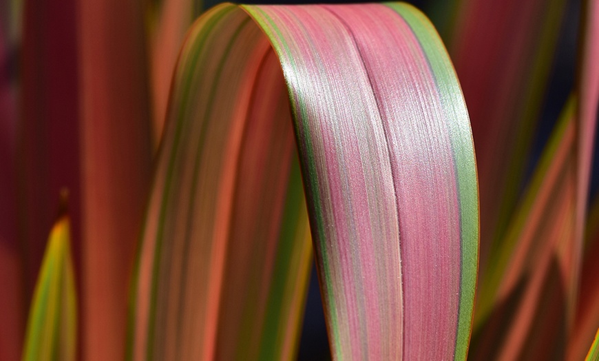 Image 2: Phormium 'Evening Glow' Plant