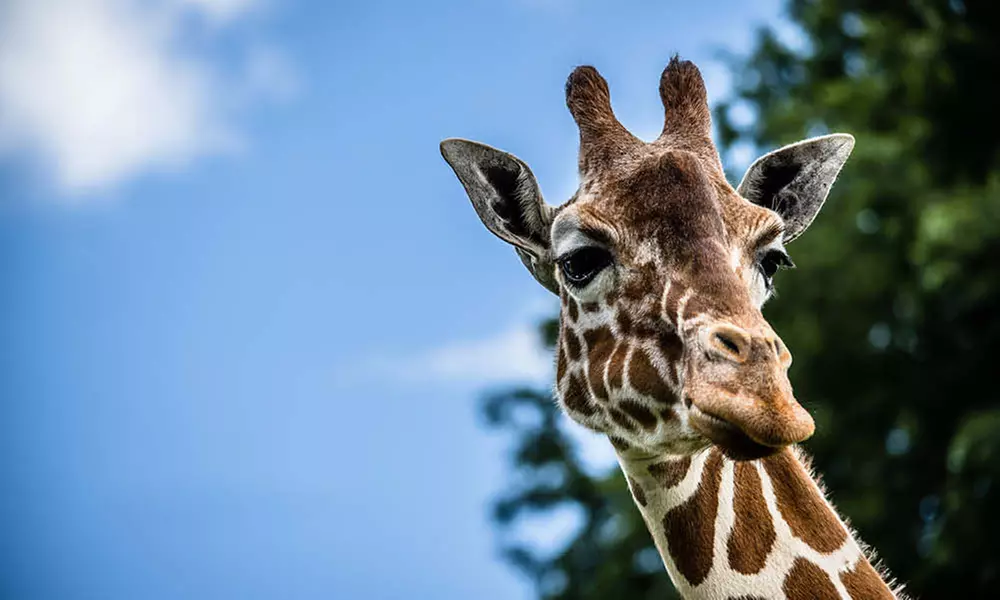 Discover Diverse Wildlife this Easter with Immersive Animal Experiences at Banham Zoo Norwich