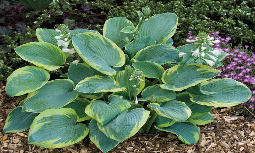 Image 3: Mixed Hardy Hosta Collection - 5 or 10 plants