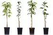 Four or Eight Pot-Grown Pillar Fruit Trees - Image 5