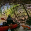 Image 4: Kayak Honey Island Swamp Tour 