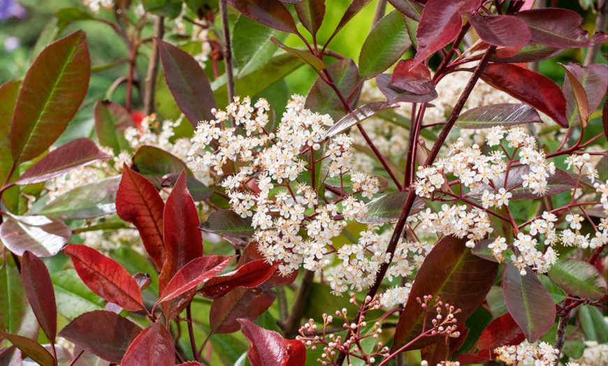 Image 4: 3 ou 6 plants de photinia fraseri "Red Robin"