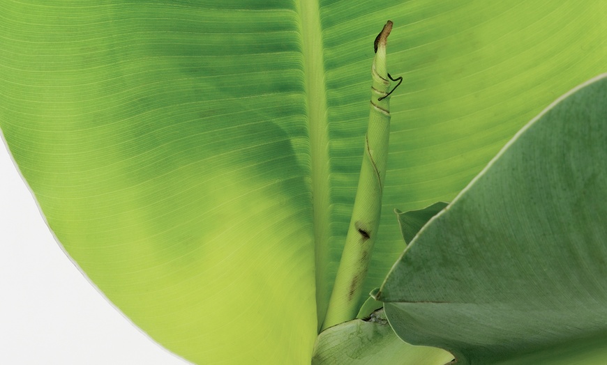 Image 5: Musa Tropicana Plant