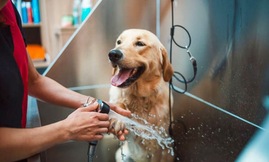 Image 1: Baño completo de perro pequeño, mediano o grande, corte de uñas y más