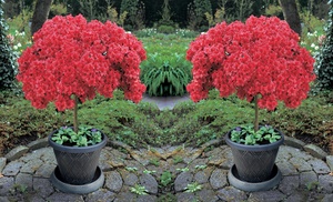 One or Two Japanese Red Azalea Standard Trees in 2-Litre Pots